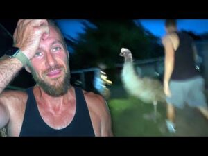 Our Worst Nightmare. Chasing our Escaped Emu at Night
