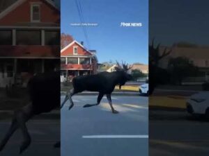 MOOSE ON THE LOOSE: Police were spotted chasing the wild animal through  town #shorts #new #viral