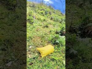 Smart Farmer's Genius Trick : Rolling Corn Bags Down the Hill
