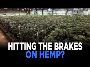 Federal THC Ban Sends Hemp Companies Scrambling | TRENDING