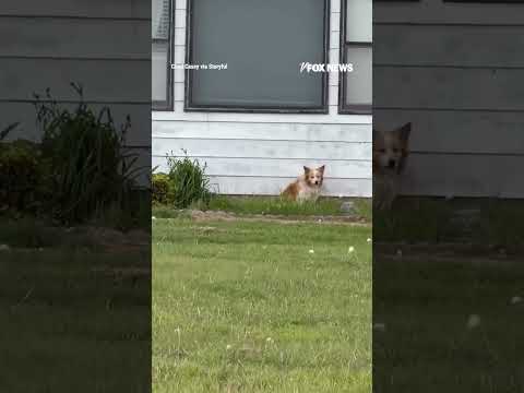 Dog attempts to take cover as massive hail rocks a small Oklahoma town